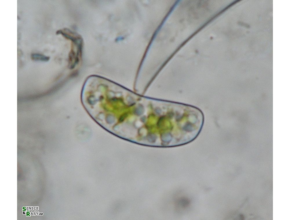 Actinotaenium infractum
