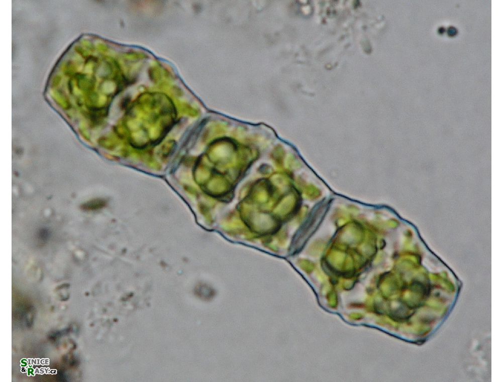 Bambusina brebissonii