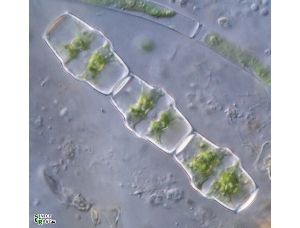 Bambusina brebissonii