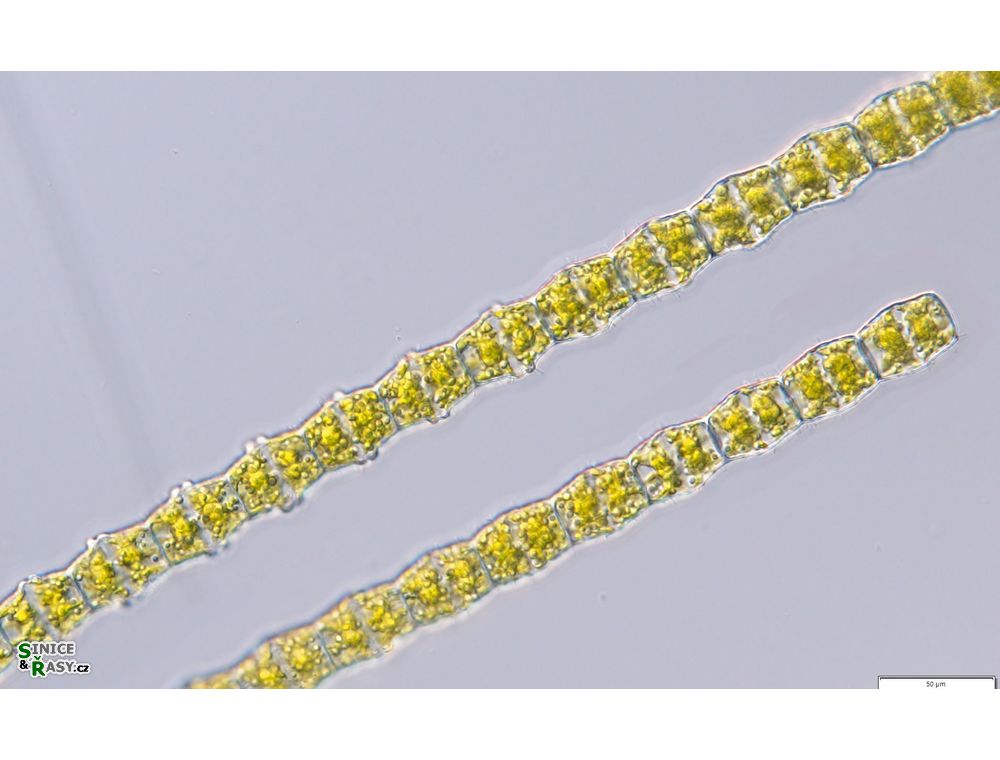 Bambusina brebissonii-