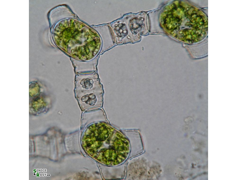 Bambusina brebissonii