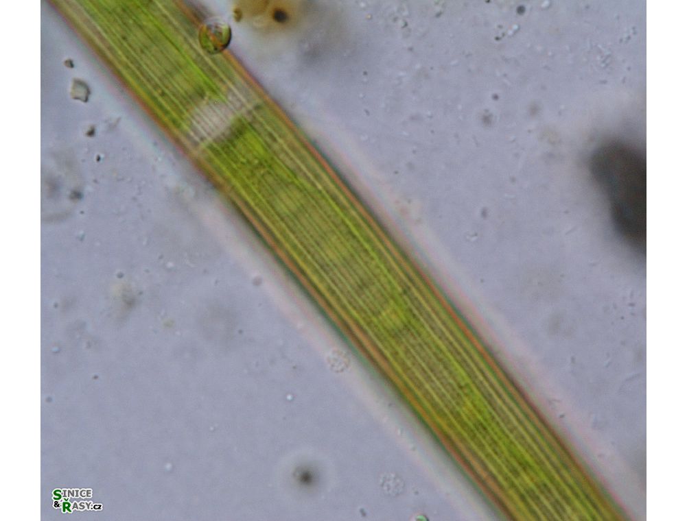 Closterium delpontei