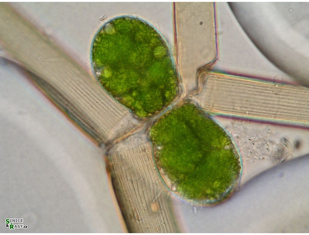 Closterium delpontei