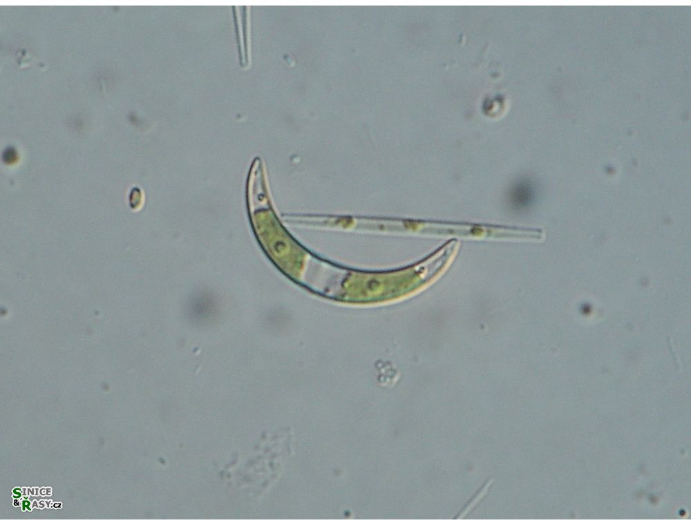 Closterium incurvum