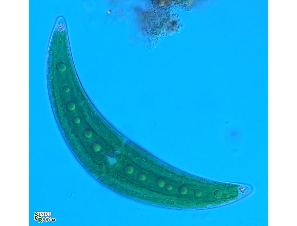 Closterium moniliferum