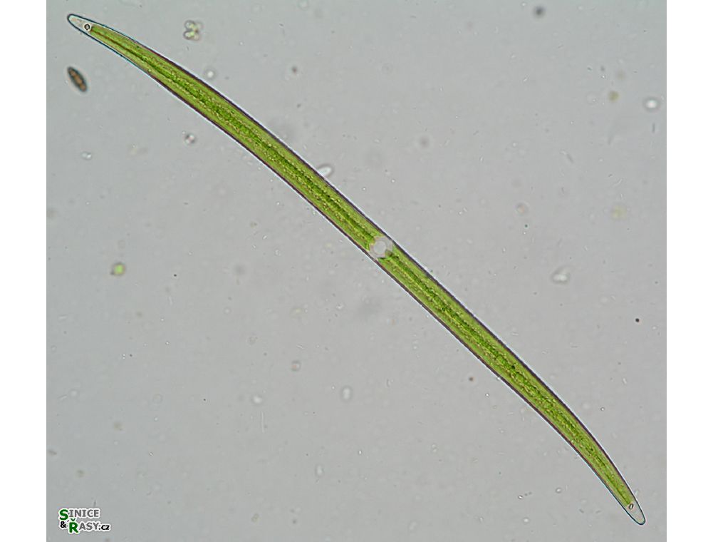 Closterium praelongum