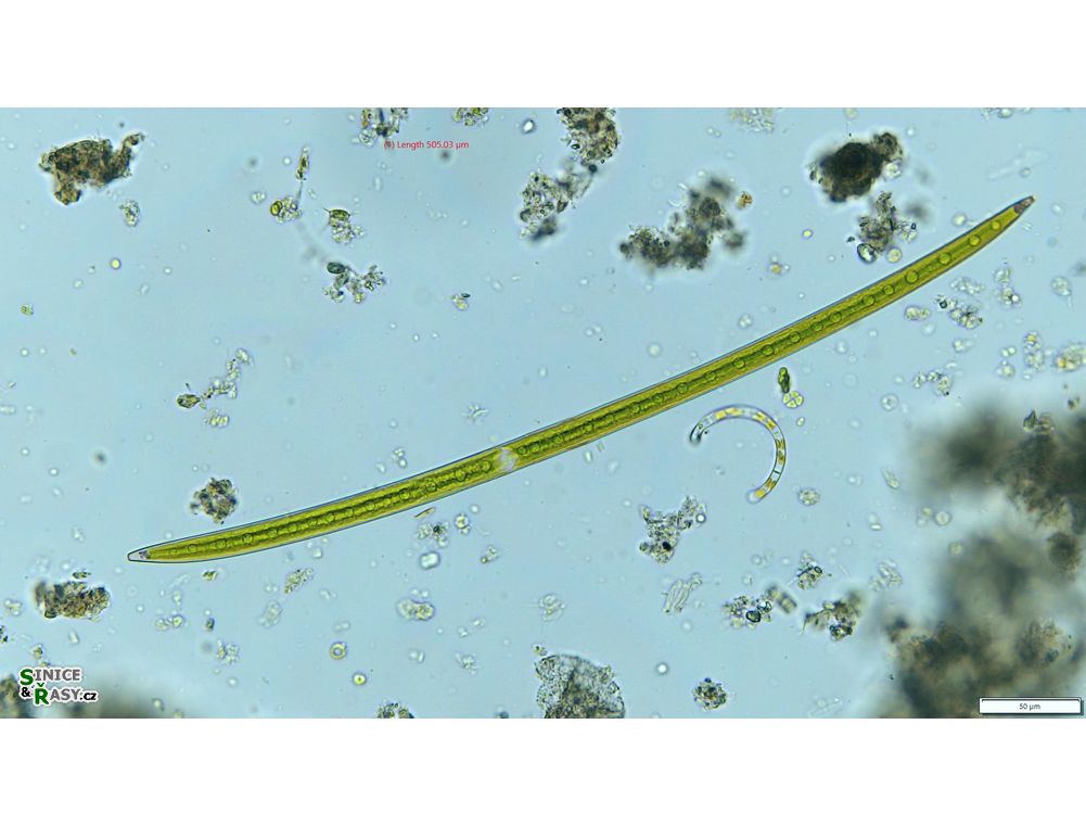 Closterium praelongum