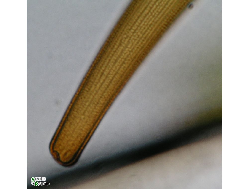 Closterium ralfsii