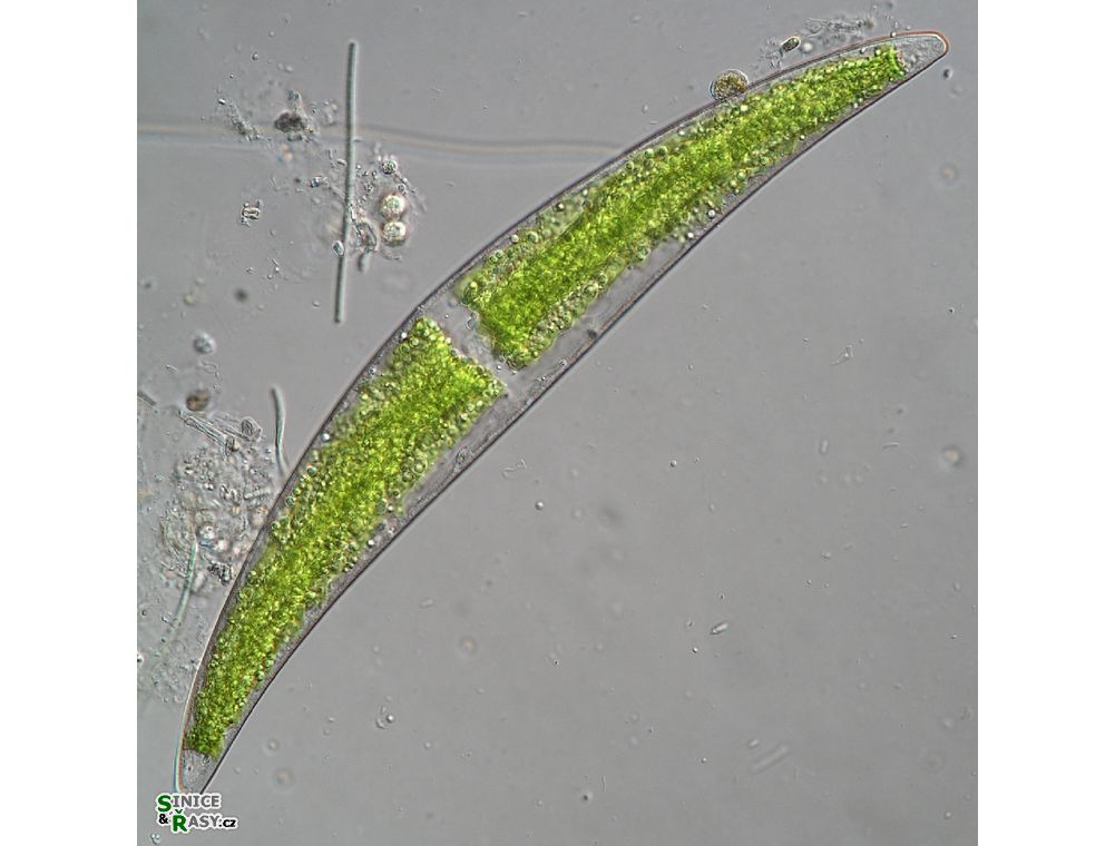 Closterium sublaterale