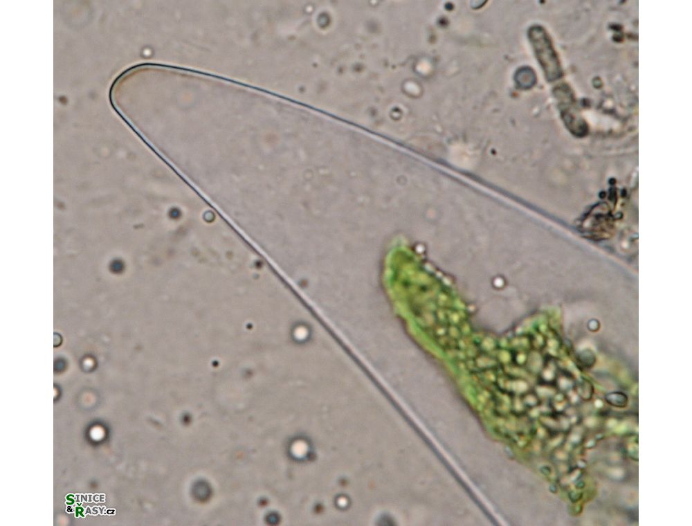 Closterium sublaterale