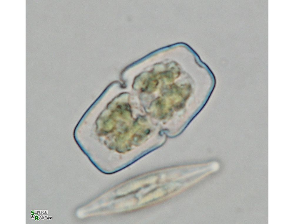 Cosmarium anceps