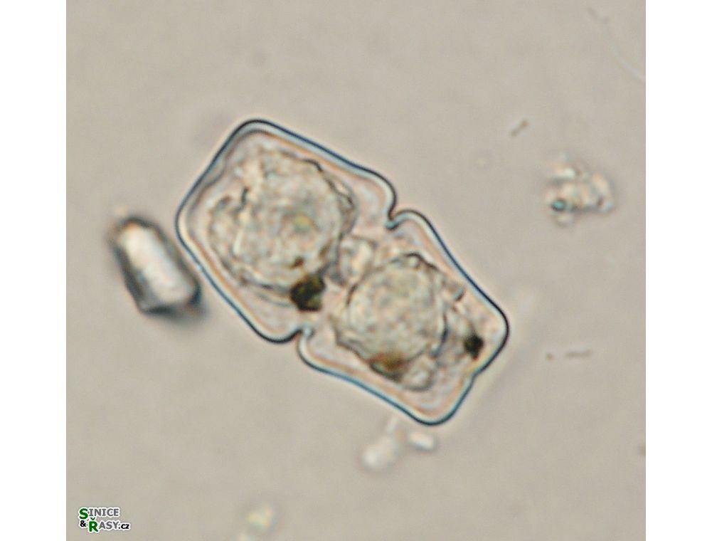 Cosmarium anceps