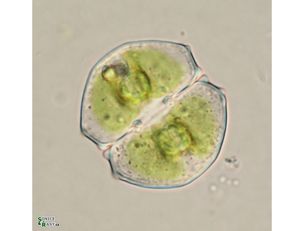 Cosmarium angulare