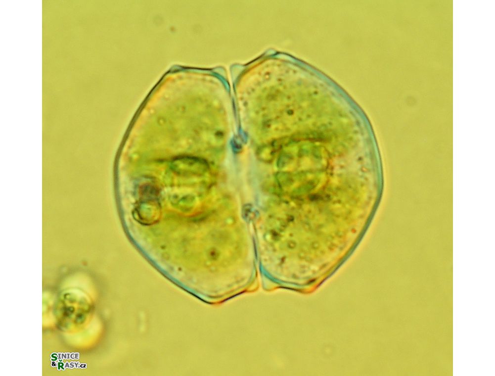 Cosmarium angulare