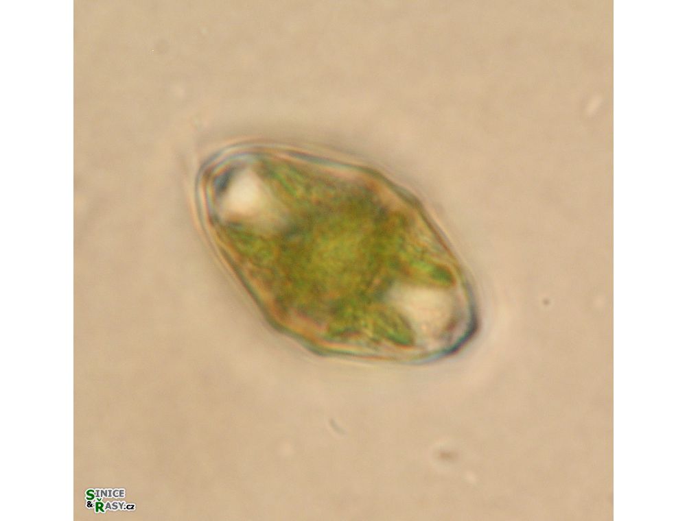 Cosmarium angulare