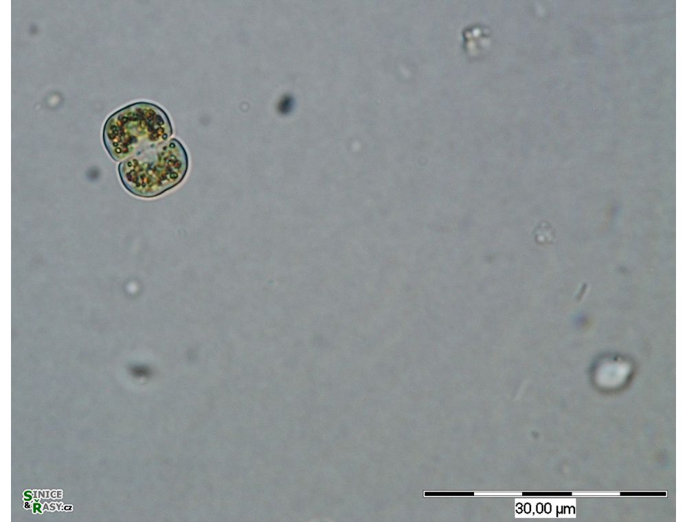 Cosmarium angulosum