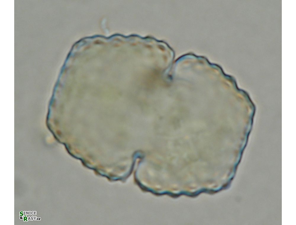 Cosmarium basiornatum