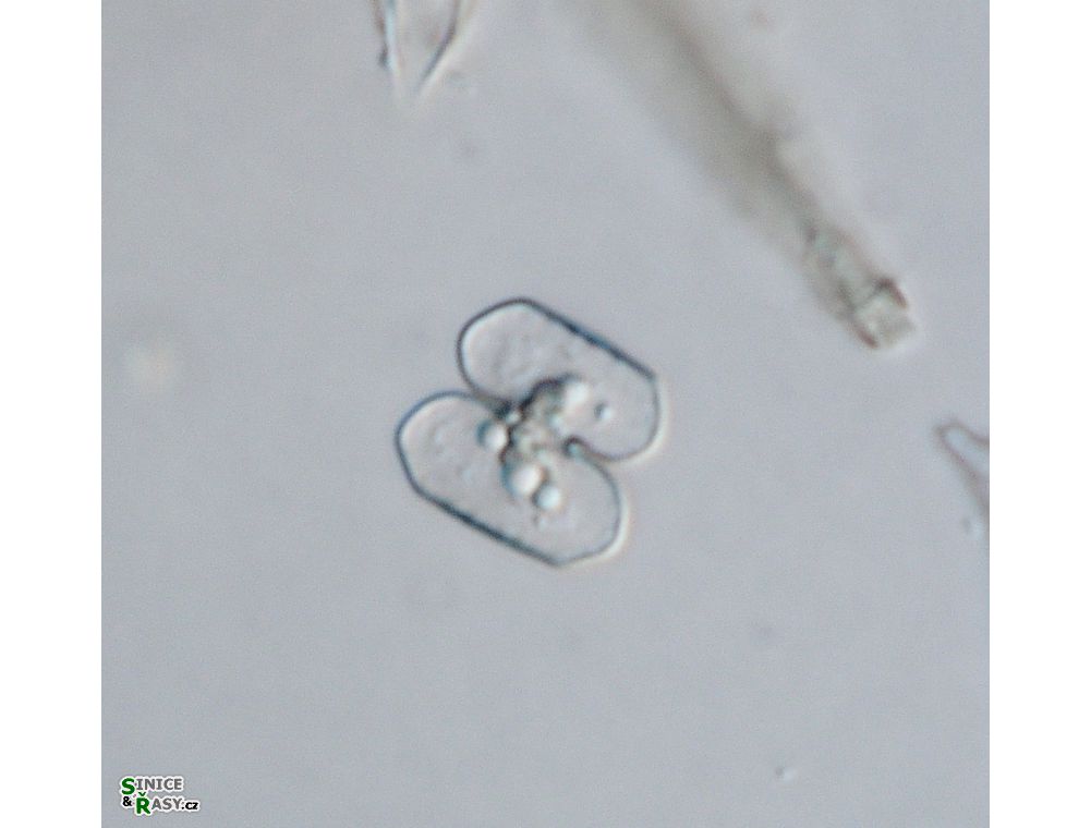 Cosmarium bireme