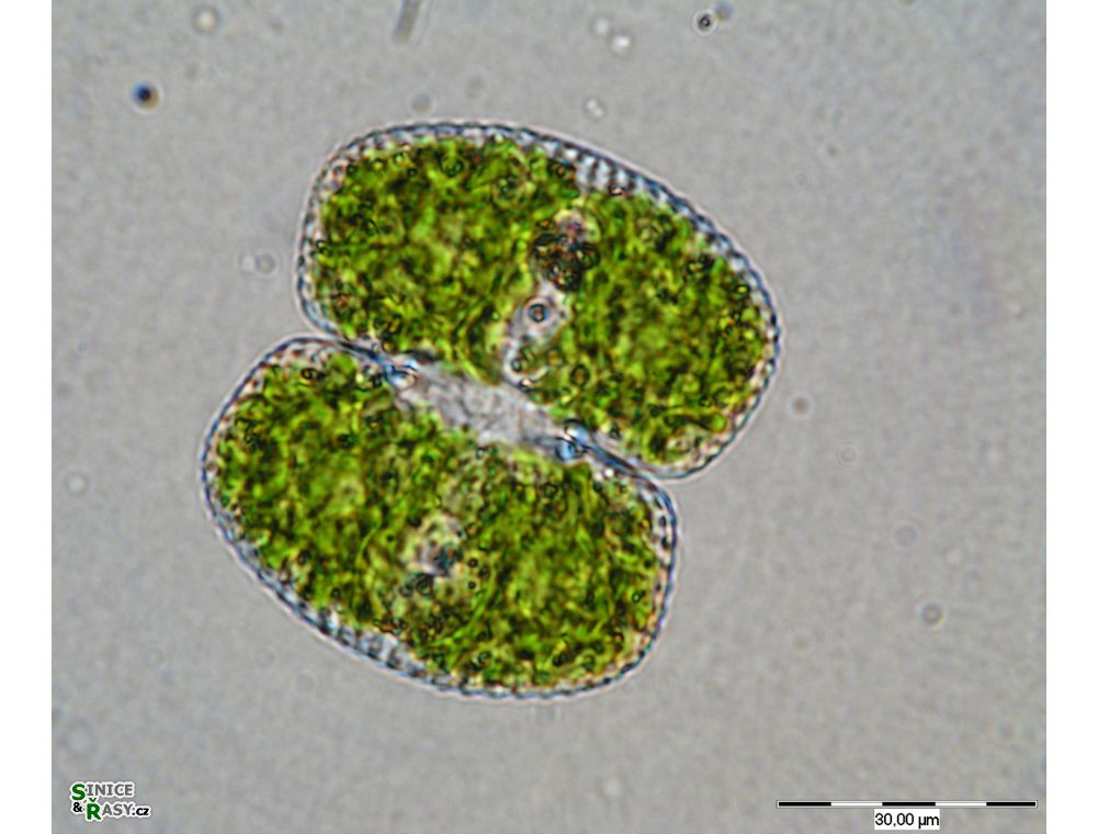 Cosmarium biretum