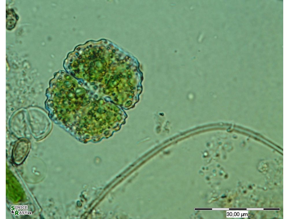 Cosmarium boeckii