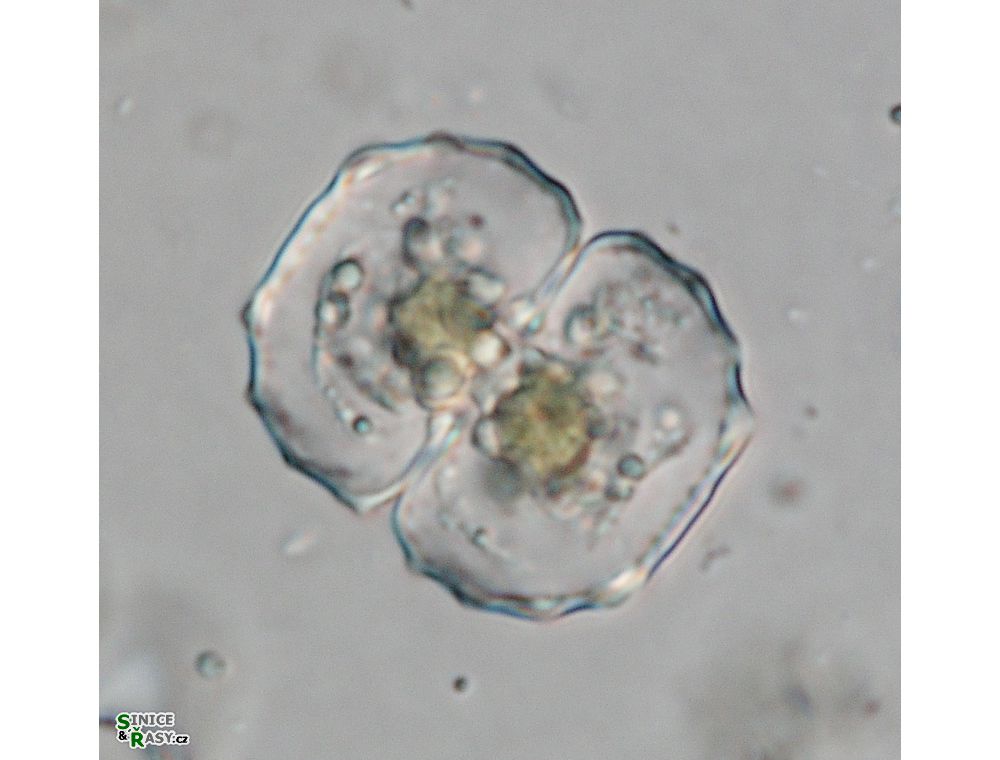 Cosmarium ceratophorum