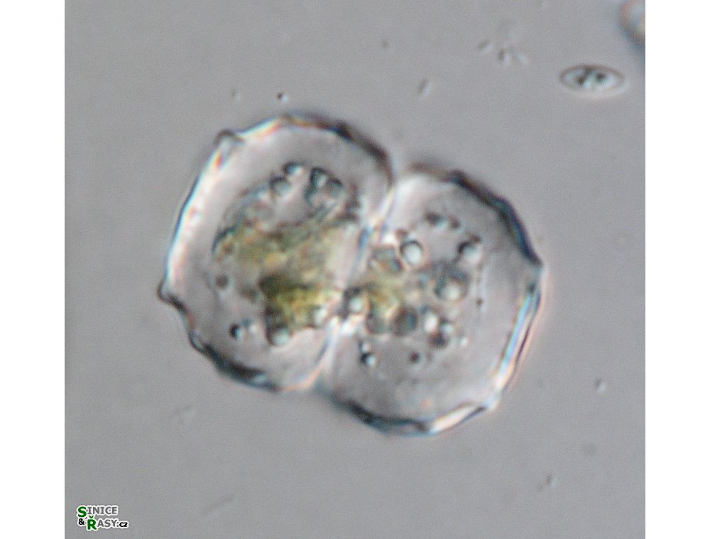 Cosmarium ceratophorum