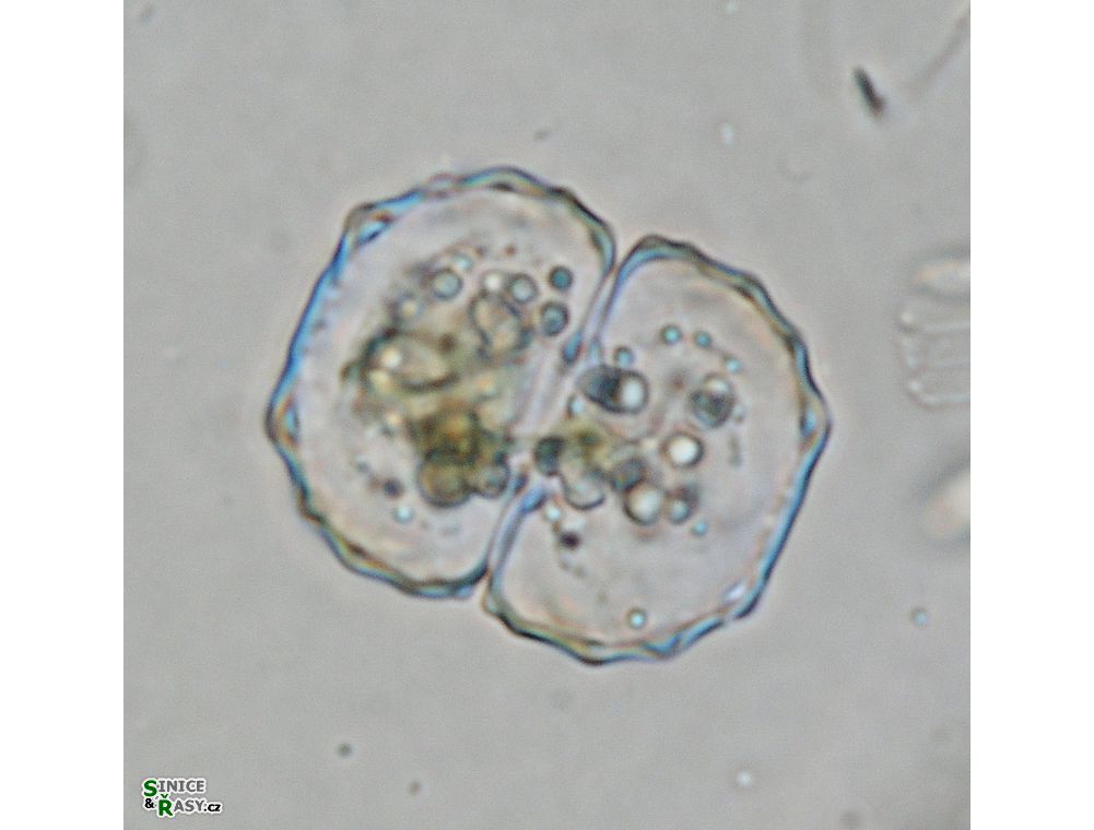 Cosmarium ceratophorum