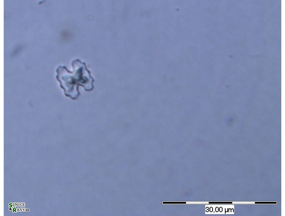Cosmarium carinthiacum