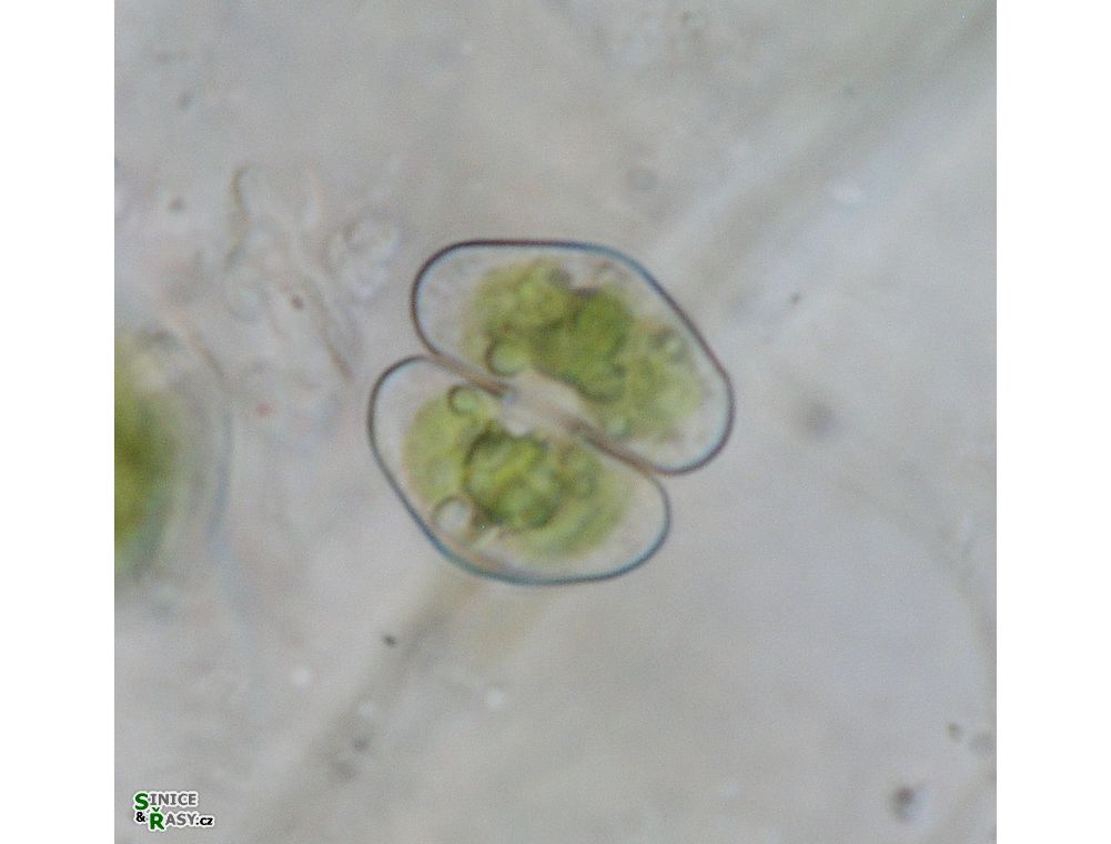 Cosmarium clepsydra