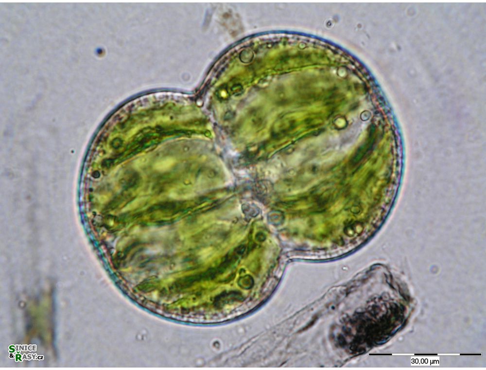 Cosmarium connatum