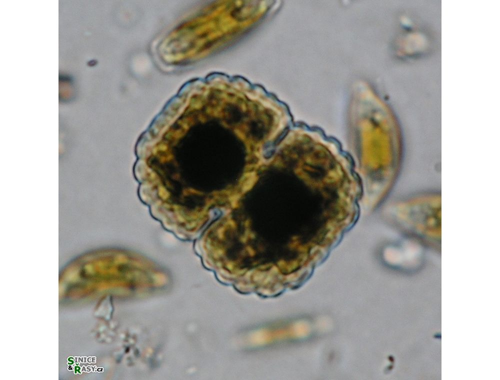Cosmarium crenatum