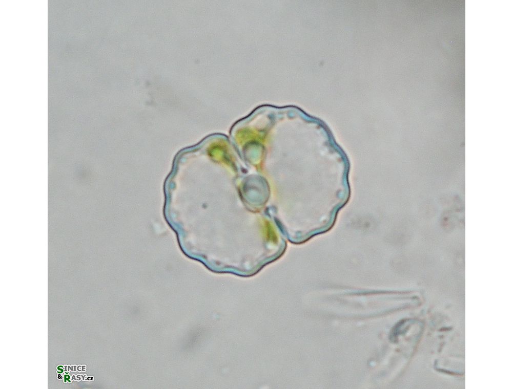 Cosmarium crenulatum