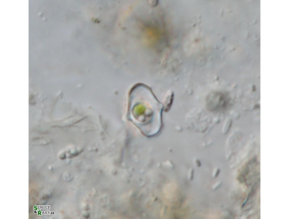Cosmarium cymatonotophorum