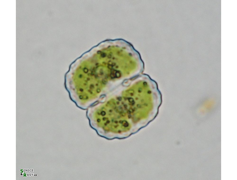 Cosmarium dickii