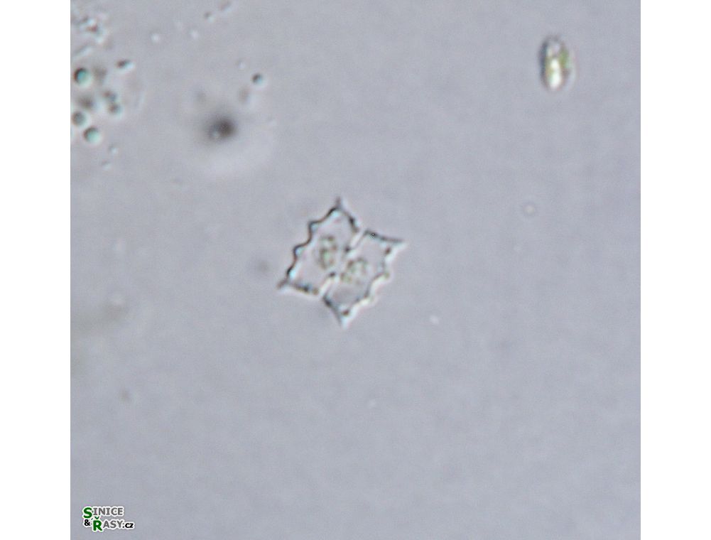 Cosmarium dilatatum