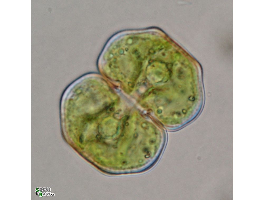 Cosmarium eichlerianum