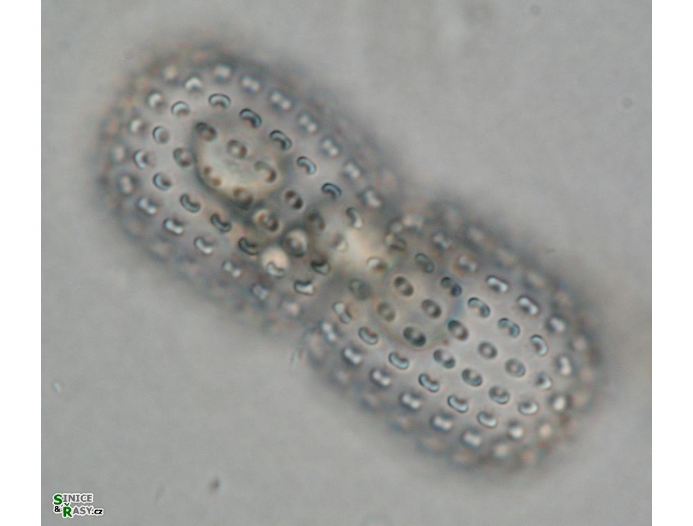 Cosmarium elegantissimum