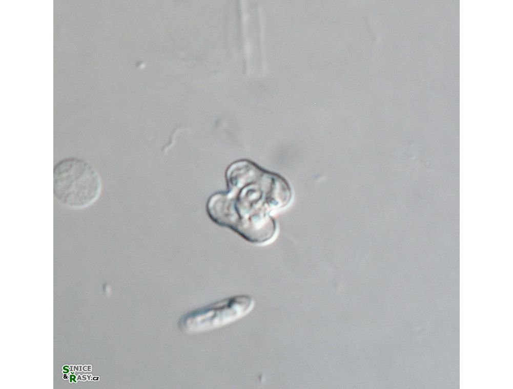 Cosmarium