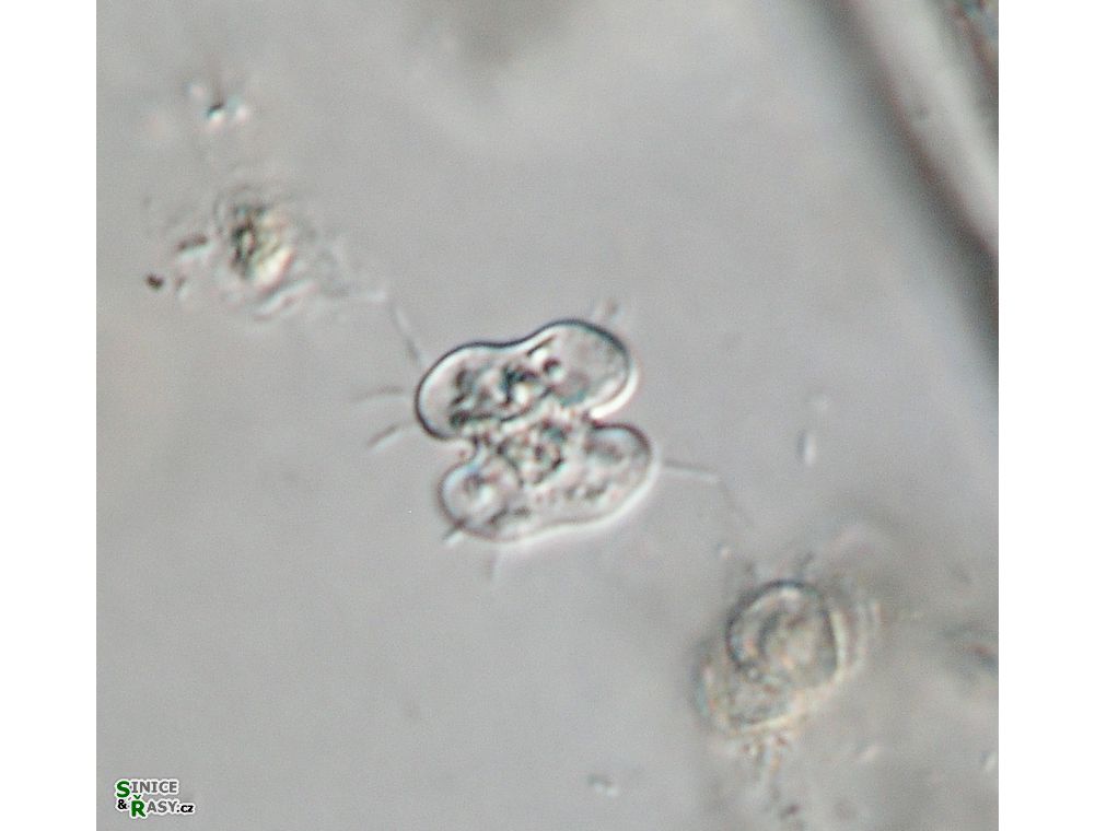Cosmarium