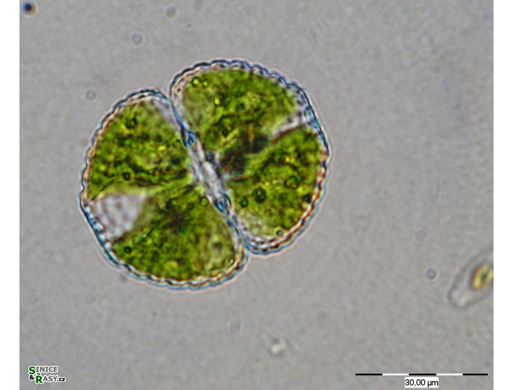 Cosmarium formosulum