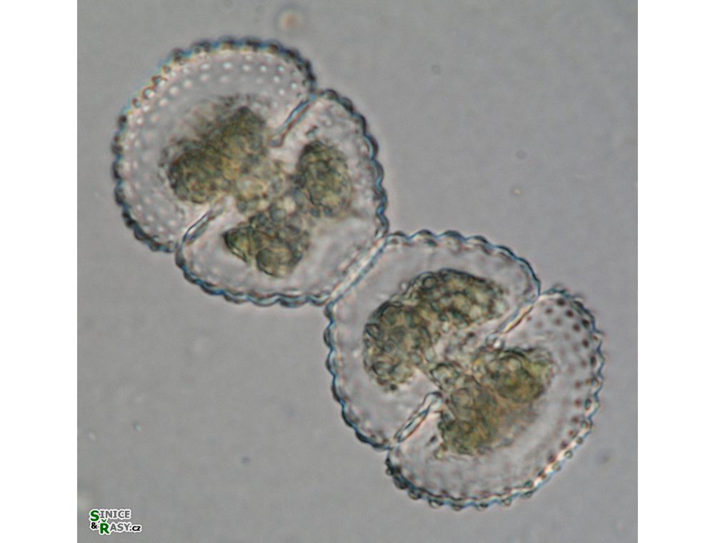 Cosmarium formosulum