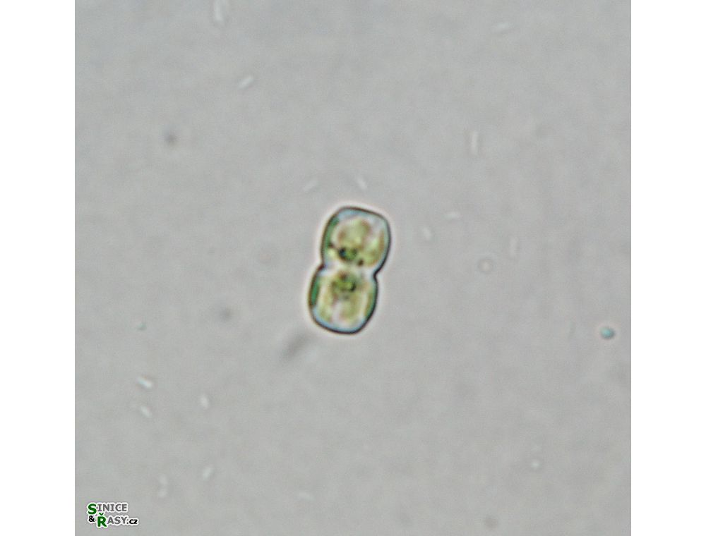Cosmarium gonoides