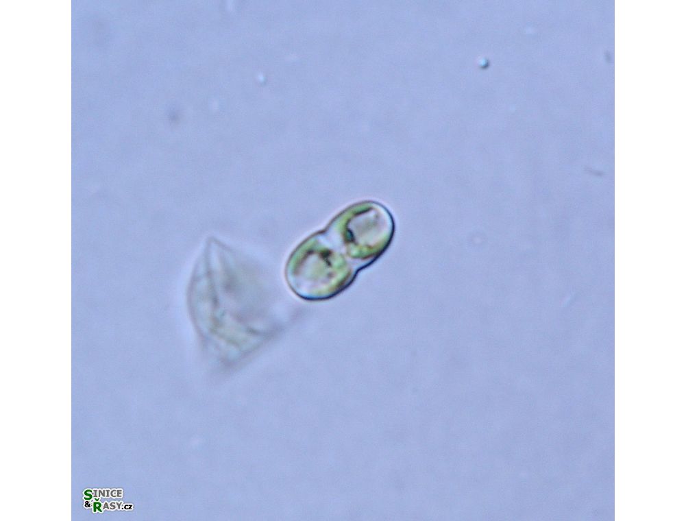 Cosmarium gonoides
