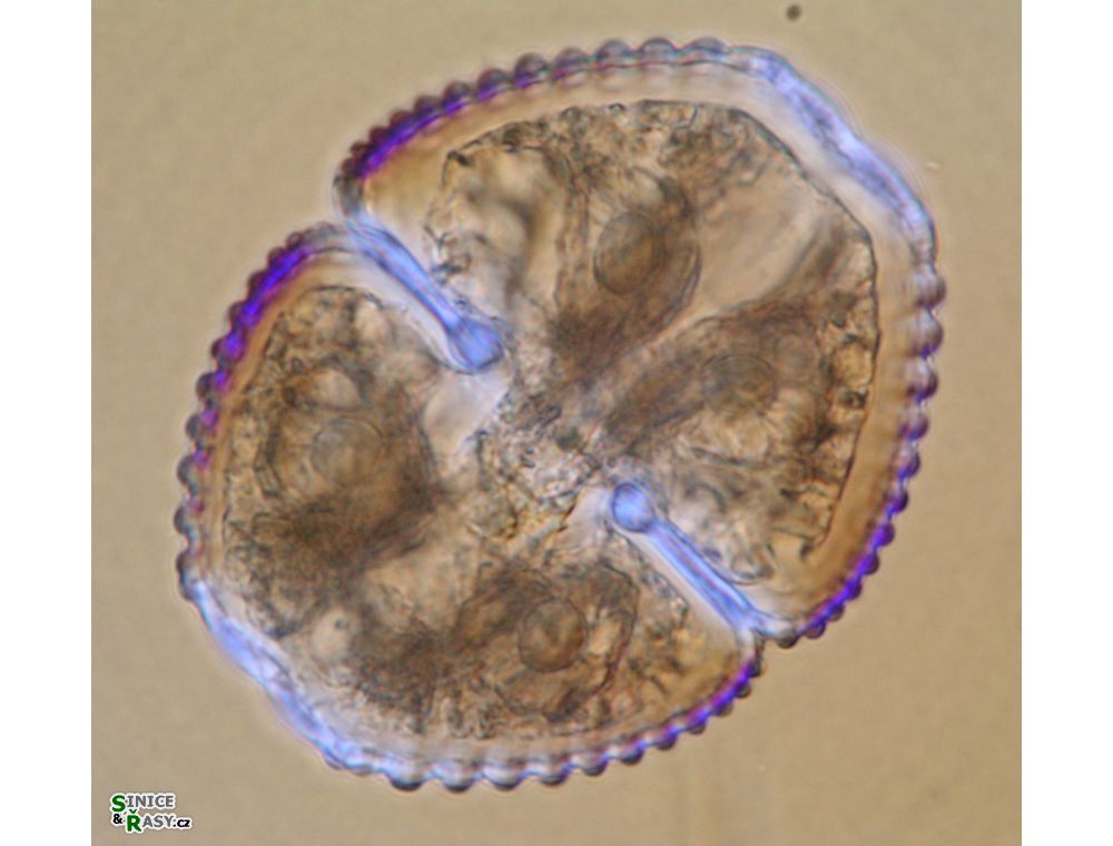 Cosmarium hornavanense
