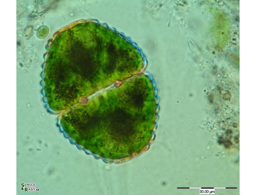Cosmarium hornavanense