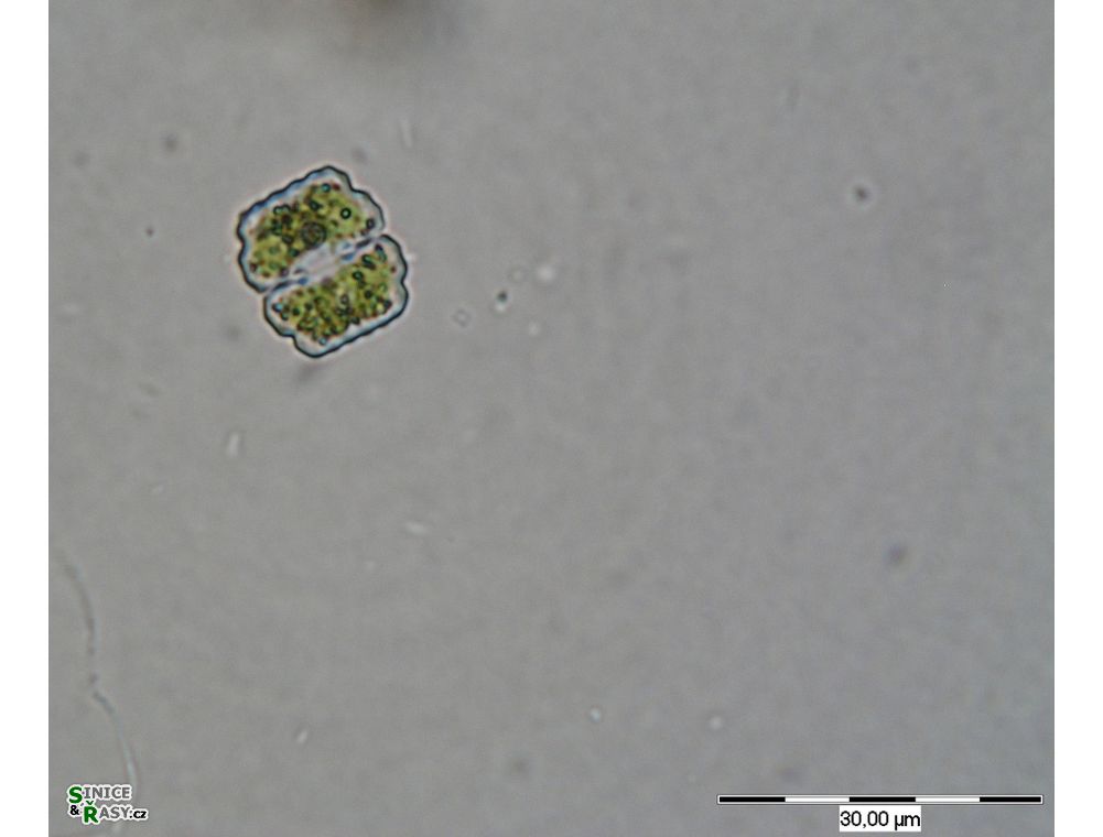 Cosmarium humile