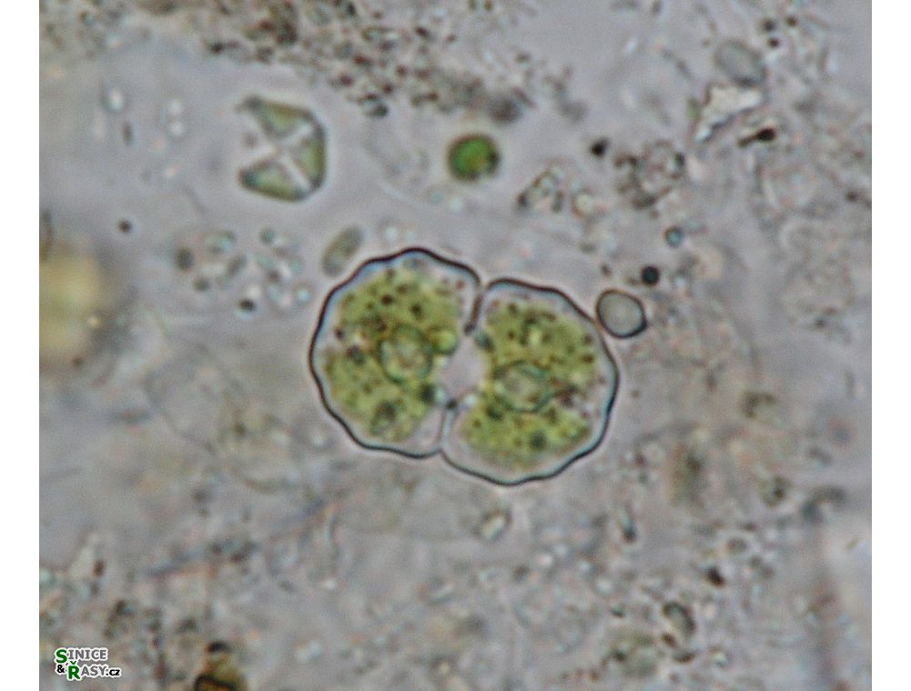 Cosmarium impressulum
