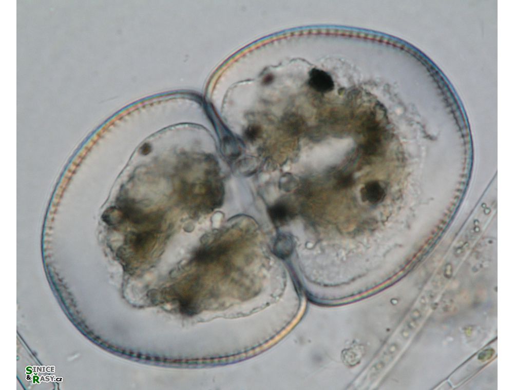 Cosmarium incrassatum