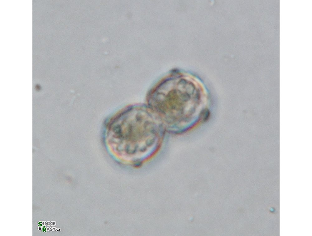 Cosmarium isthmochondrum
