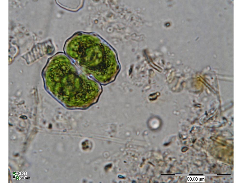 Cosmarium limnophilum